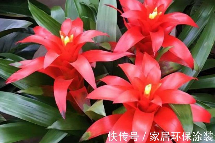 盘点10种漂亮的耐阴花，家里采光不好也能养，专为北阳台而生