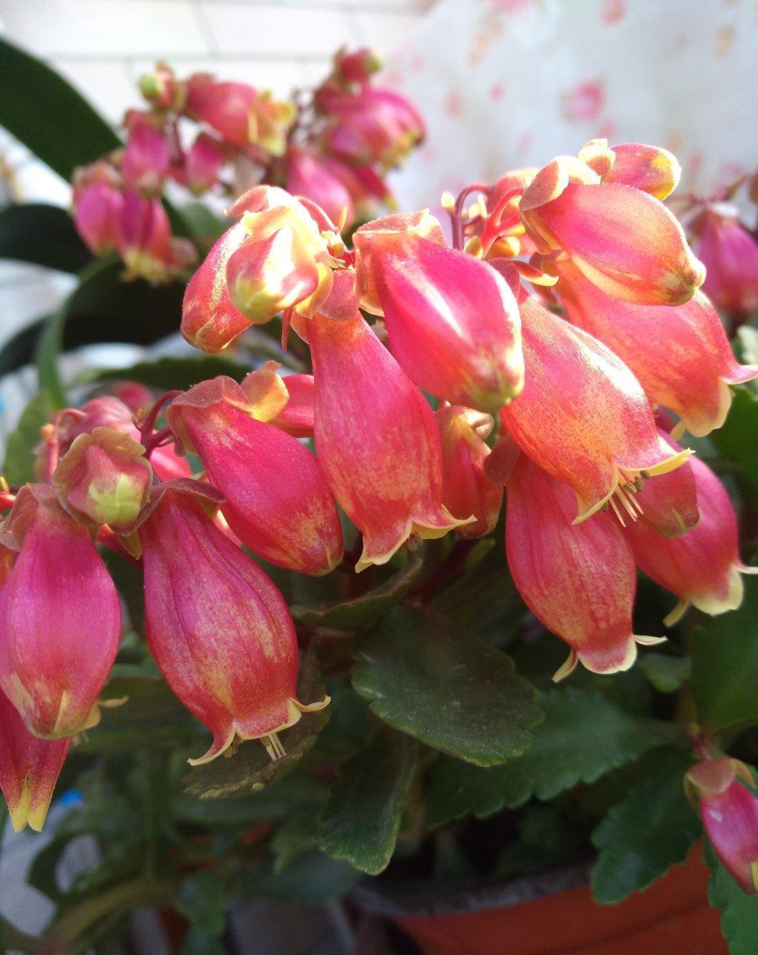 天凉开花|六月养长寿花,这“三位置”提前剪一剪,顺利度夏,天凉开花早