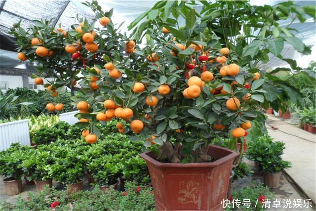 这3种果树养成盆景,放在家里观花结果两不误,寓意极好都很喜欢