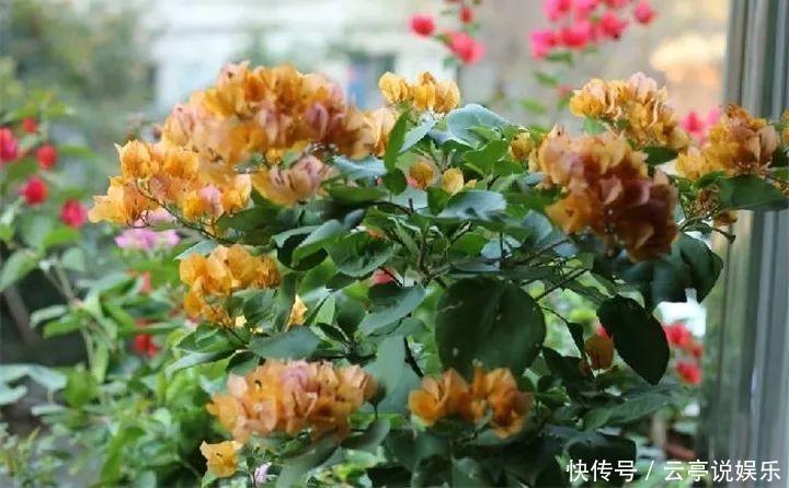 阳台|晒不死的6种花，扔阳台不用管，越晒花越多！