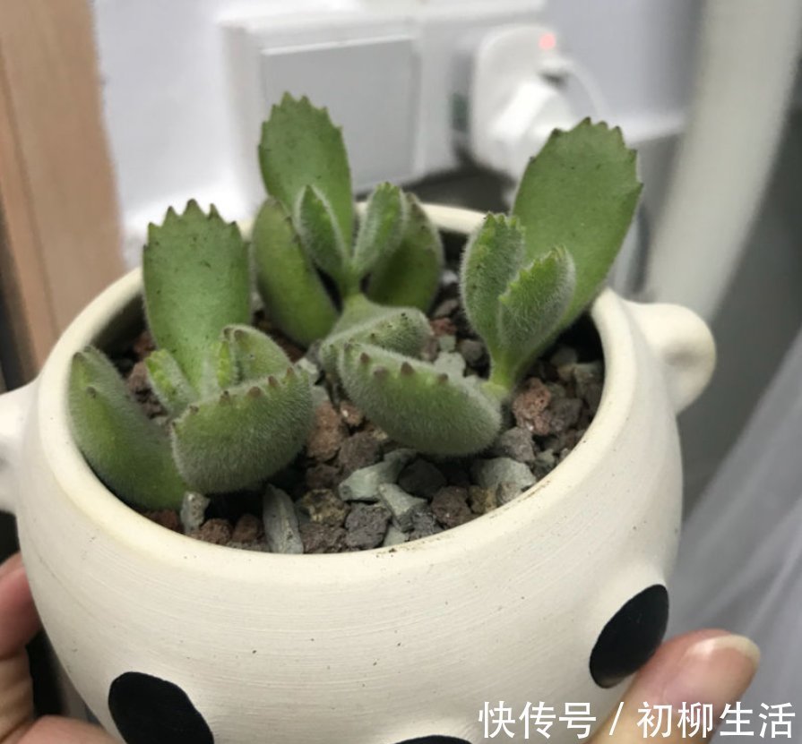 花友们|冬天浇水不注意，浇一次死一棵，好好的花都浇坏了