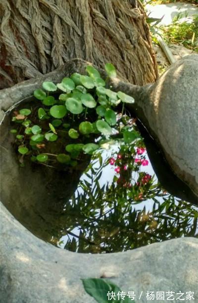 窝窝|换个石头窝窝来养铜钱草,铜钱草更加茂盛了,你清楚嘛