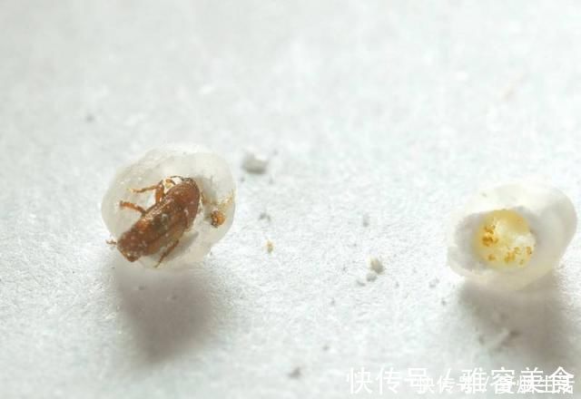 成虫|米放久了会有虫子，那这些虫子都是哪里来的呢？