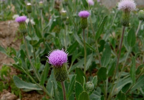 功效|这种路边的野菜,叶片带有刺,具有降血压、止血功效,一斤8元