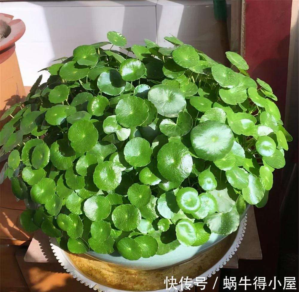 喜欢水的“7种花”,天天浇水也不怕,适合勤快的人