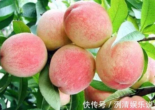 可湿性粉剂|桃子润肠通便、改善便秘,如何种出优质高产的桃子,重点掌握四点