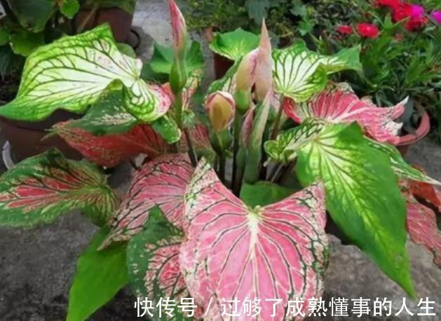 4种花养在家里,一整年都有好运气,日子红火财运滚滚,好看极了