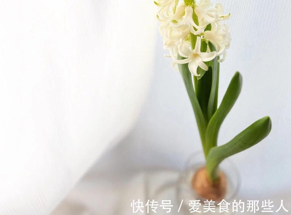 家庭园艺:栽种1盆风信子,需要具备什么条件才能花开锦绣?