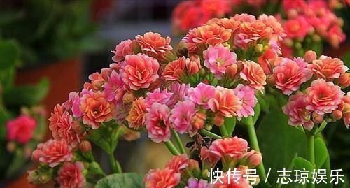 牡丹吊兰|忘了绿萝、吊兰吧，换上3种花，好看又好养，是家庭盆栽佳品