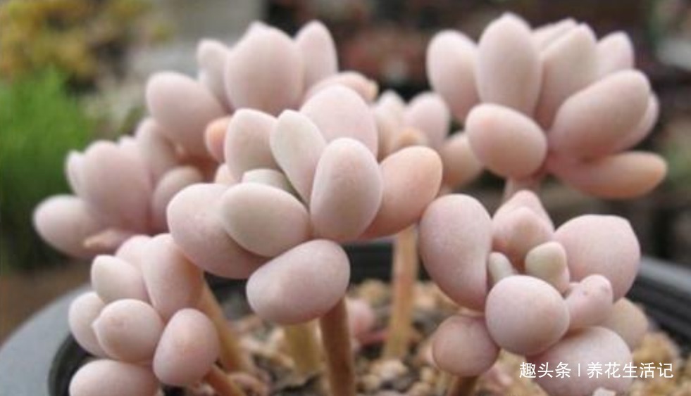 新手养多肉，做好“3大”基础度夏简单，叶子肥厚萌萌哒！