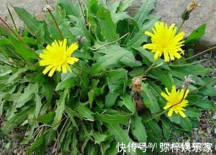 蒲公英|中醫蒲公英配它“天生一對”，堅持7天腎變強，肝干凈口臭沒！