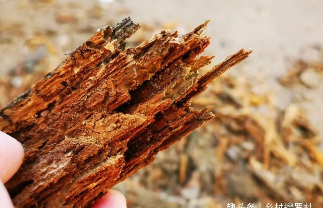 植料|什么树皮种兰花更好?学会处理松树皮,养蕙兰一年都不用施肥