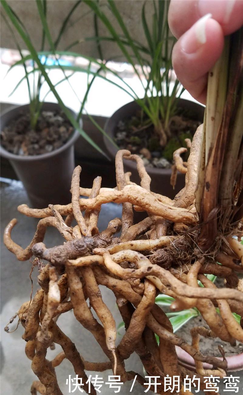 兰花根上“5个螺”,近看“老卢头”,赶紧剪掉保命!