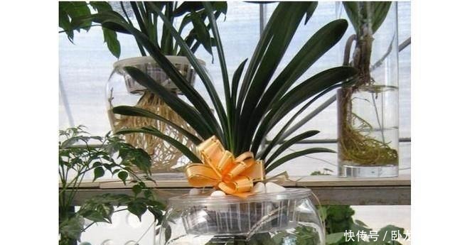 根部|君子兰别用土培了,烂根太严重,就用它养,再也不烂根!