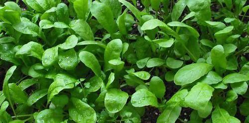 农村这3种常见野菜，营养丰富堪比营养品，还能清热解毒