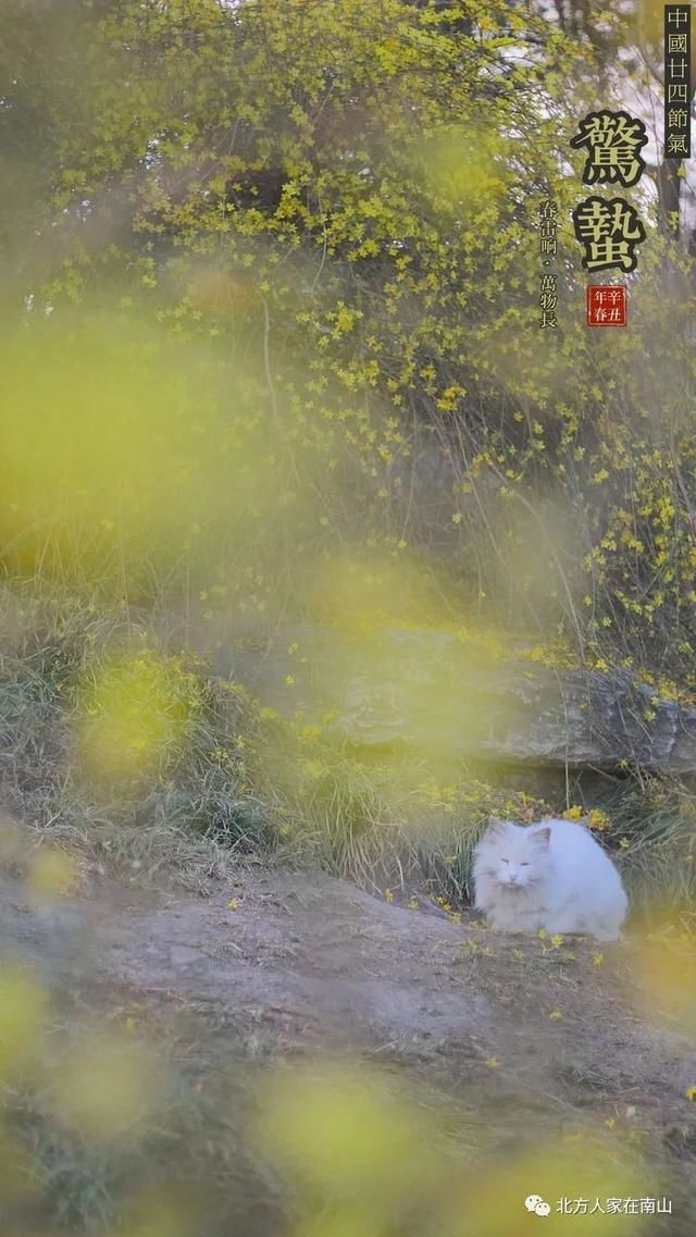 【惊蛰】送你一片春暖花开