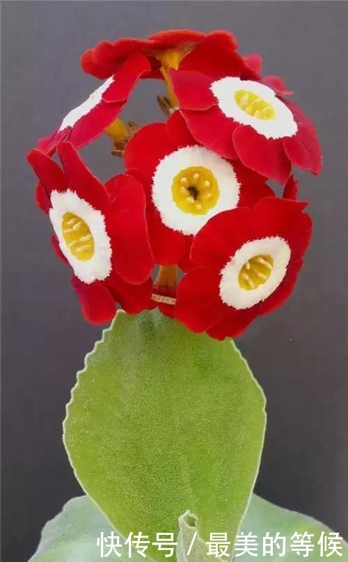 奇花、奇花、奇花、罕见奇花,赶快打开欣赏吧