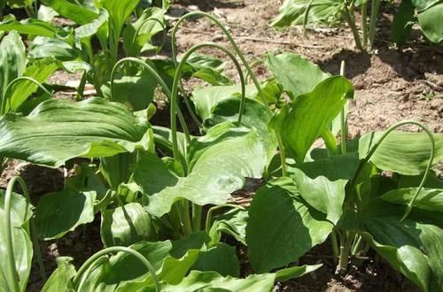鹿耳韭|中国最好吃的6种极品野菜,你若是全吃过,请收下我的“膝盖”