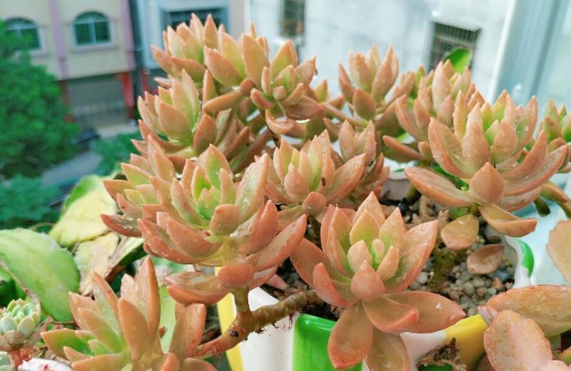 此款多肉好养又好看,爆崽快上色美,喜欢老桩多肉可别错过了