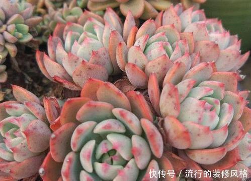 养分|单头多肉如何变多头?最简单的打开方式,新手也会!