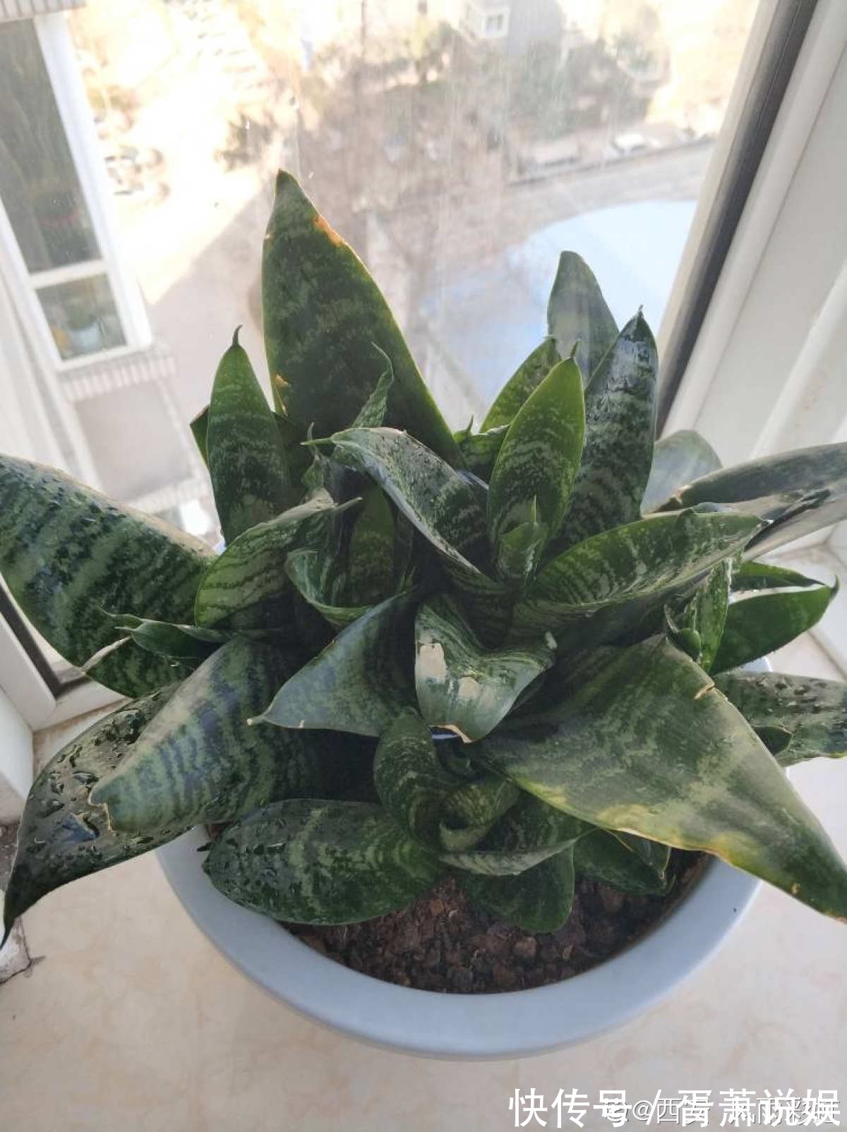 虎皮兰|3种花要“穷养”,塞进小盆少浇水,长得格外好