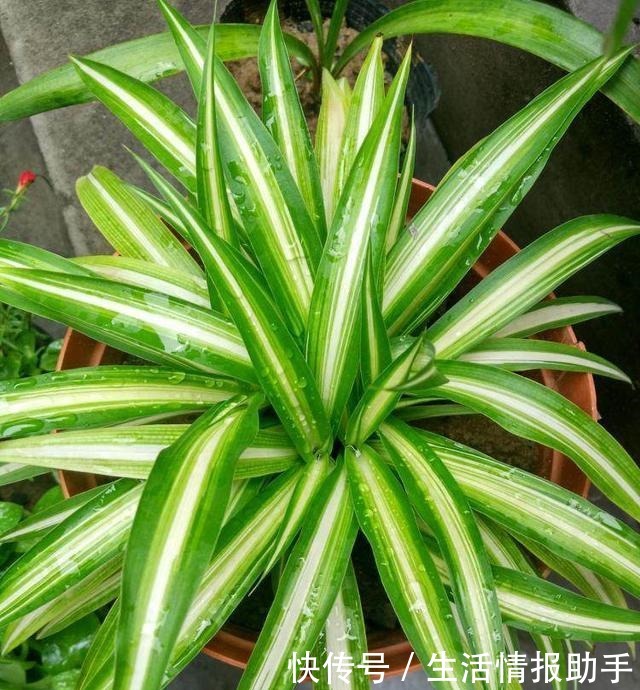 吊兰土加“一料”,不黄叶不焦尖,独苗变老桩,开出层叠群花!