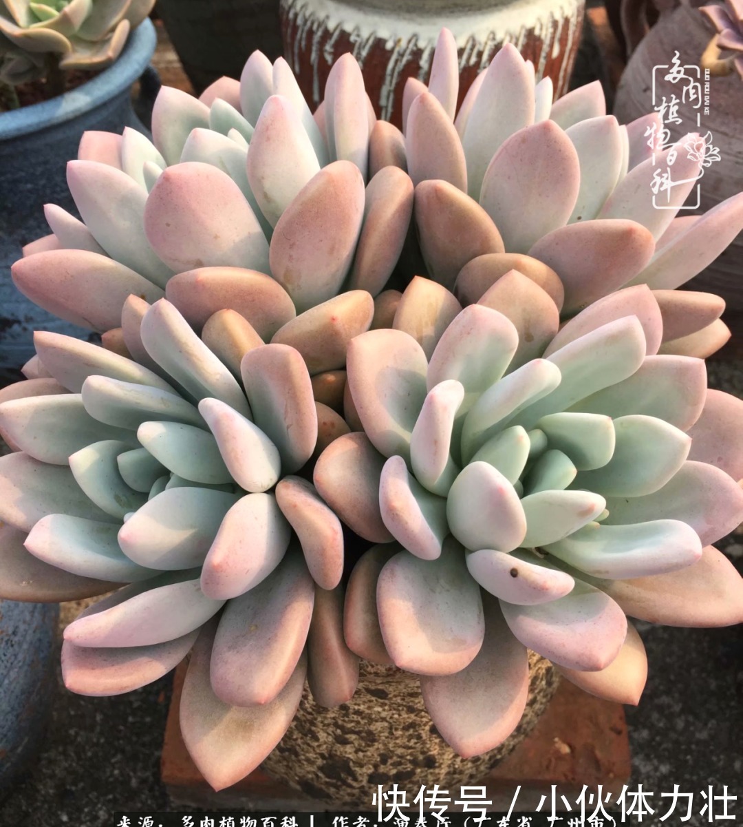 多肉植物|为肉钟情:楼顶上的多肉!