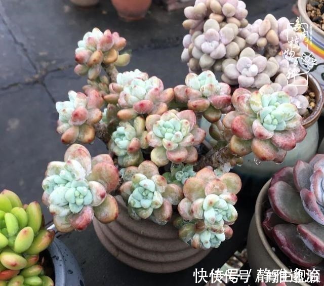 静夜|养多肉三年多,初见惊鸿!累并快乐着!养多肉三年多,初见惊鸿!累并快乐着!