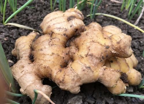 立春前后挑些发芽的生姜，按“这要求”养，观赏、食用两全了