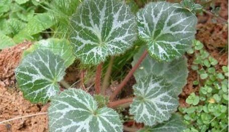 虎耳草|农村田边没人要野草,却是治疗中耳炎的良药,现在知道还不迟