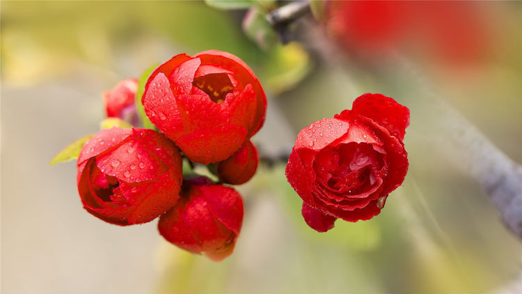 海棠花|此花自古以来就是名贵的花卉，而且雅俗共赏，所代表的是潇洒和美