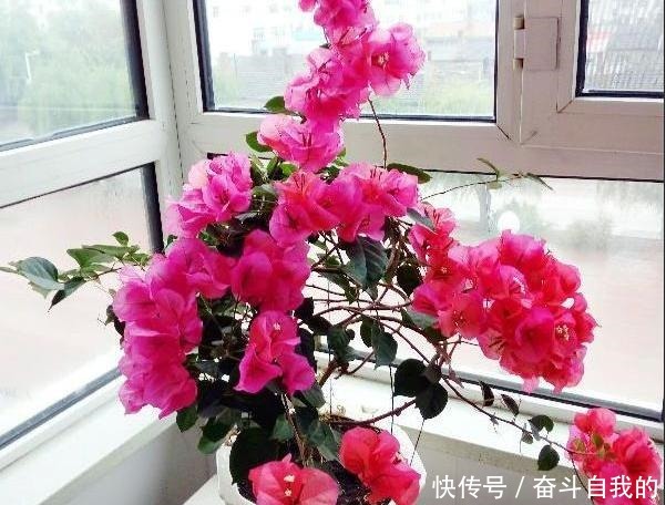 花量|她在院里养了一种花，3年之后美如画，见到的人都说像仙境！