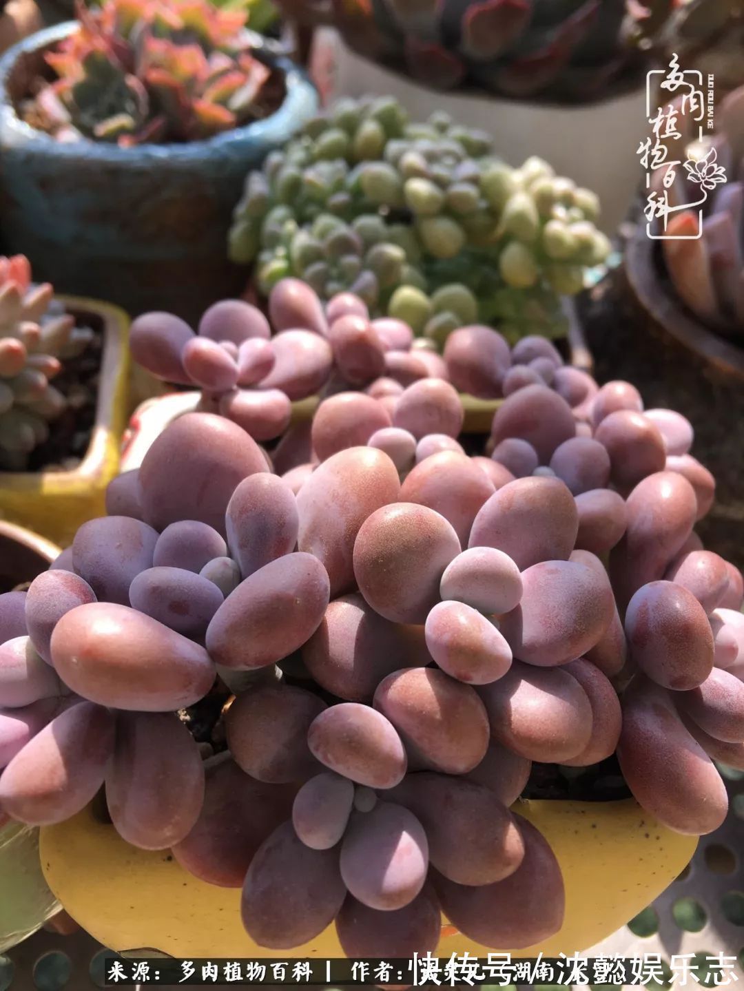 阳台党|邂逅多肉,爱折腾的阳台党,总能收获简单纯粹的快乐!