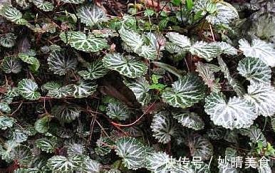 金线吊芙蓉|这一种长在岩缝的野草，人称“金线吊芙蓉”，能祛风还可以治风疹