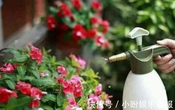 室内养花浇水总烂根？教你最简单的2个“窍门”，浇水不再烂根！