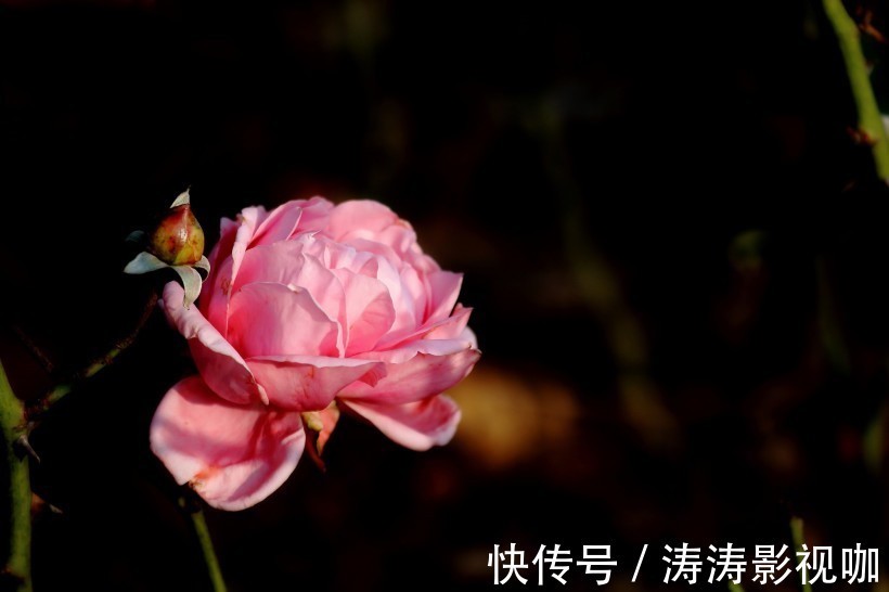 桃花运|经常犯“桃花运”的四大生肖，异性缘好，却往往找不到真爱