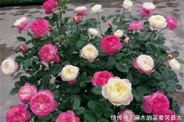 禁地|室内养花,避开2处“禁地”,不黑腐、不黄叶、不生虫,枝粗叶壮!