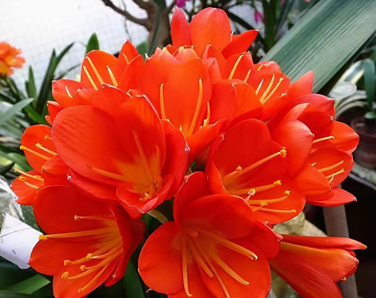 废油|君子兰长势差,盆里倒上“三废渣”,根系有劲,次月涌现“群花”