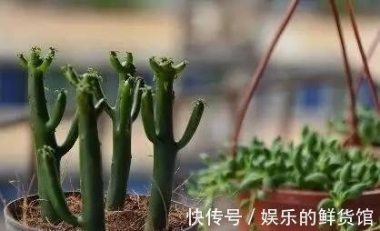 多肉长残的照片,看一次笑一次,根治各种抑郁