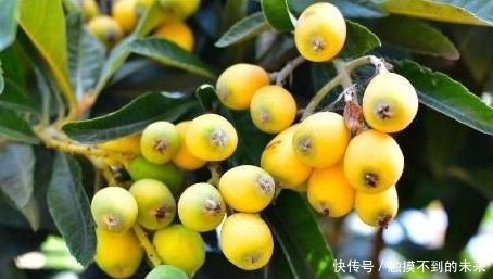 农村这样一种宝贝树,全身上下都是宝,连中医都对它爱不释手