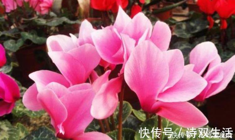 新手|最适合新手养的4种花，沾土就能活，满树都是花朵，漂亮极了