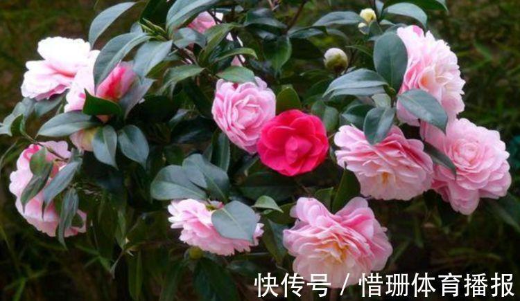 4种花美的出奇，花好看名字也好听，阳台变成温馨小花园