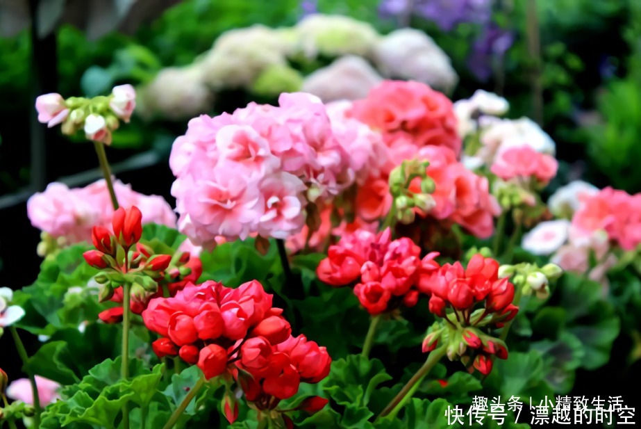 土团|扦插天竺葵,简单3步,1个小窍门,20天呼呼冒白根