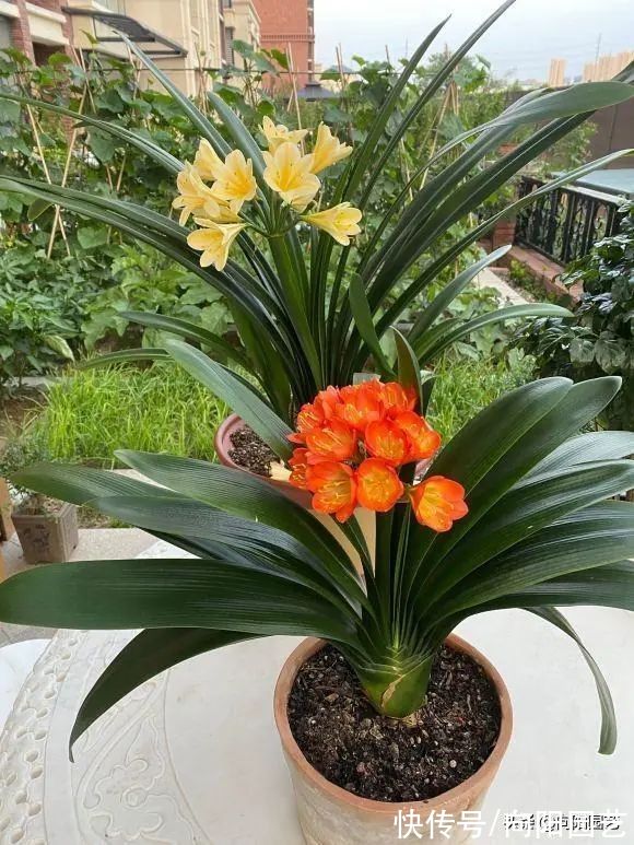 ?君子兰不开花，“神仙水”喷一喷，开出20朵？典型智商税