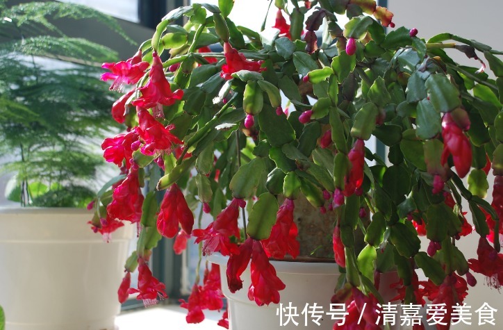 入坑看看别人是怎么用多菌灵、磷酸二氢钾、阿司匹林养花吧!