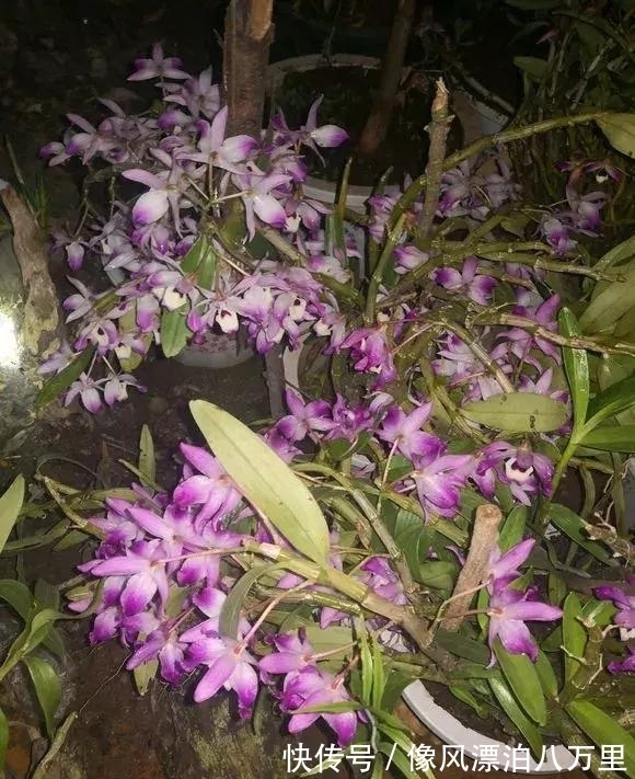 花姿|6种兰花爱开花,一开就变成“花瀑布”,太美了!