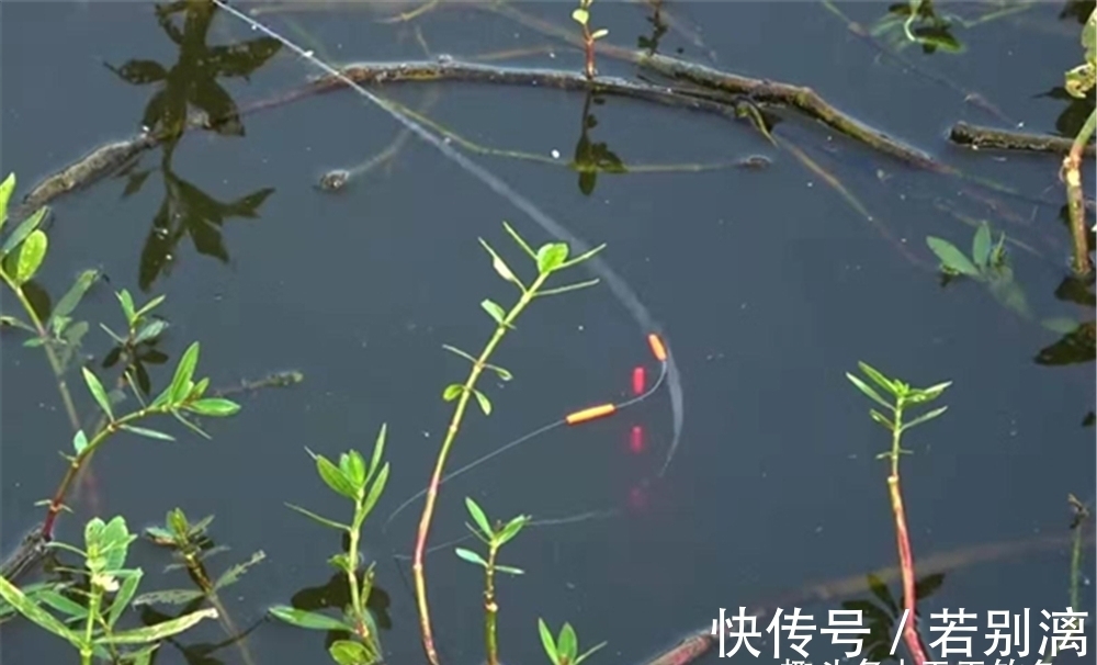 冬季不管天气有多冷，只需用这钓法，大板鲫连竿上，天天钓都不腻