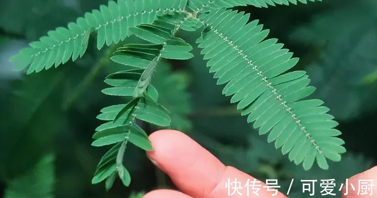 家有此草如有一宝,此草不仅能够在家对人撒娇,还可准确预测地震