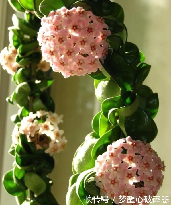 比蜜汁甜,比兰花香,家里养盆花,花球一串串,五彩斑斓像窗帘