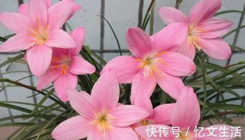 这些花卉比绿萝好看太多了，而且好养活爆盆快，后悔现在才看到！